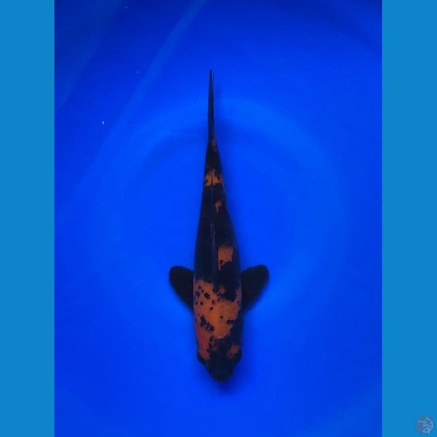 Hiutsuri Shinoda 25cm