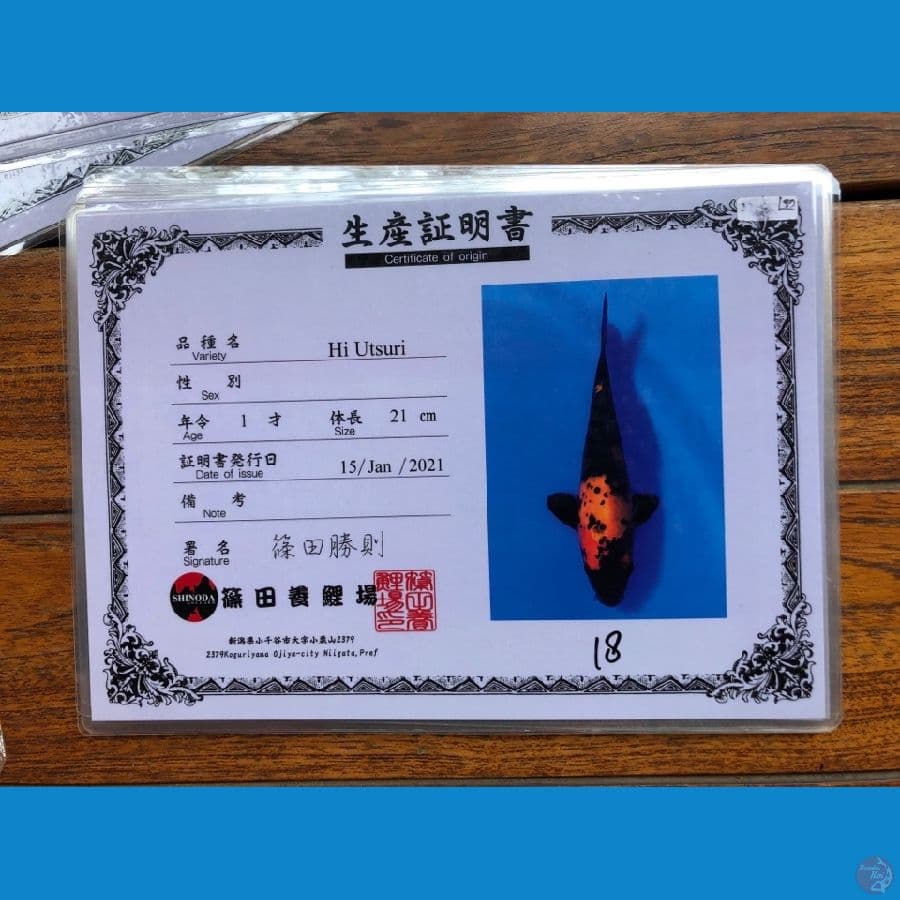 Hiutsuri Shinoda 25cm