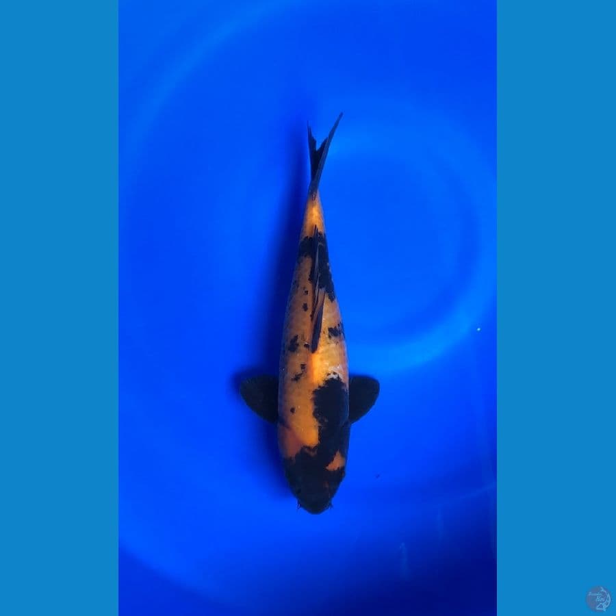 Hiutsuri Shinoda 29cm