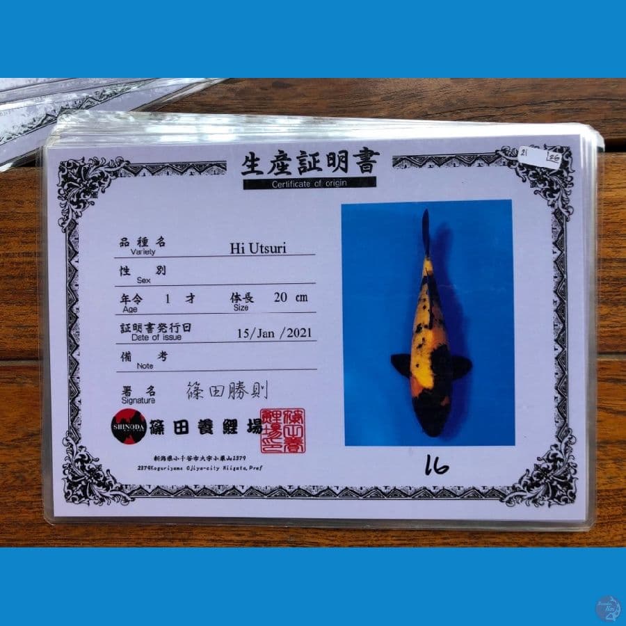 Hiutsuri Shinoda 29cm