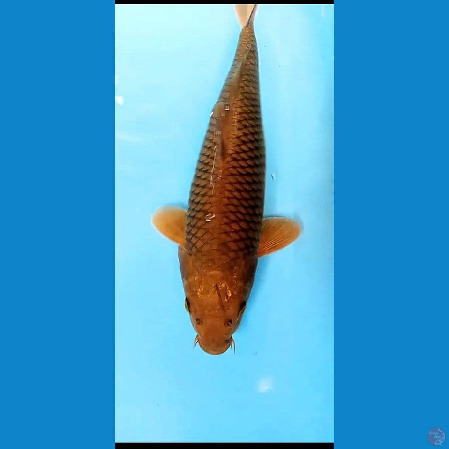 CHAGOI TEMBAGA PUNUK 40 CM