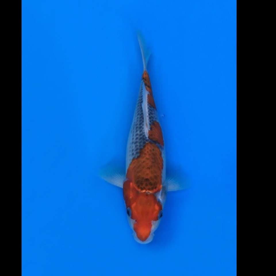 goshiki 30cm