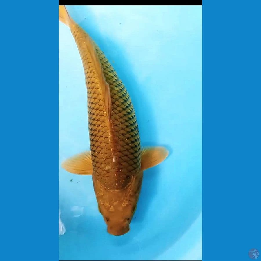 CAGOI MIDORI 41 CM