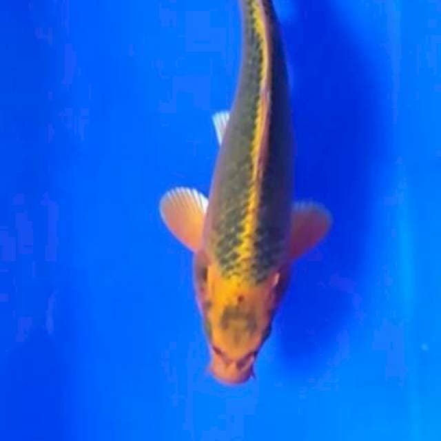 Matsuba 28 cm