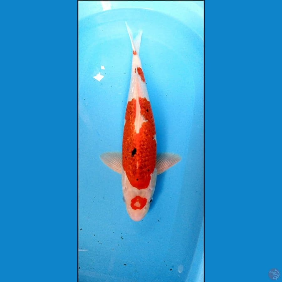 jumbo maruten AIGOROMO GINRIN MALE 50 BU/49 CM