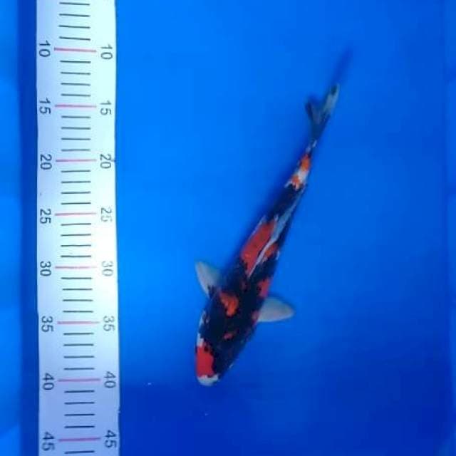 Showa 28 cm