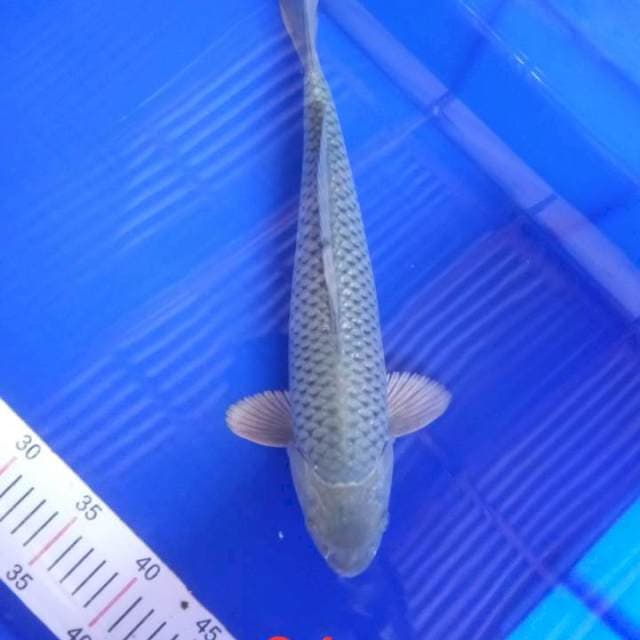 Soragoi munuk bakat jumbo