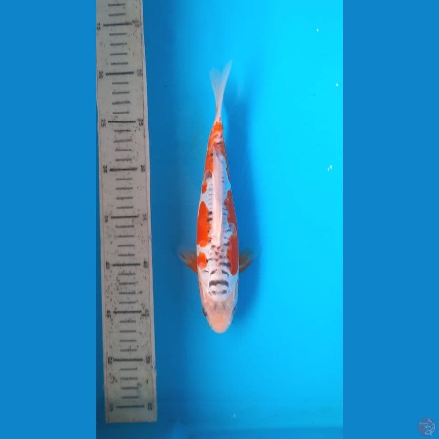 shusui 27cm