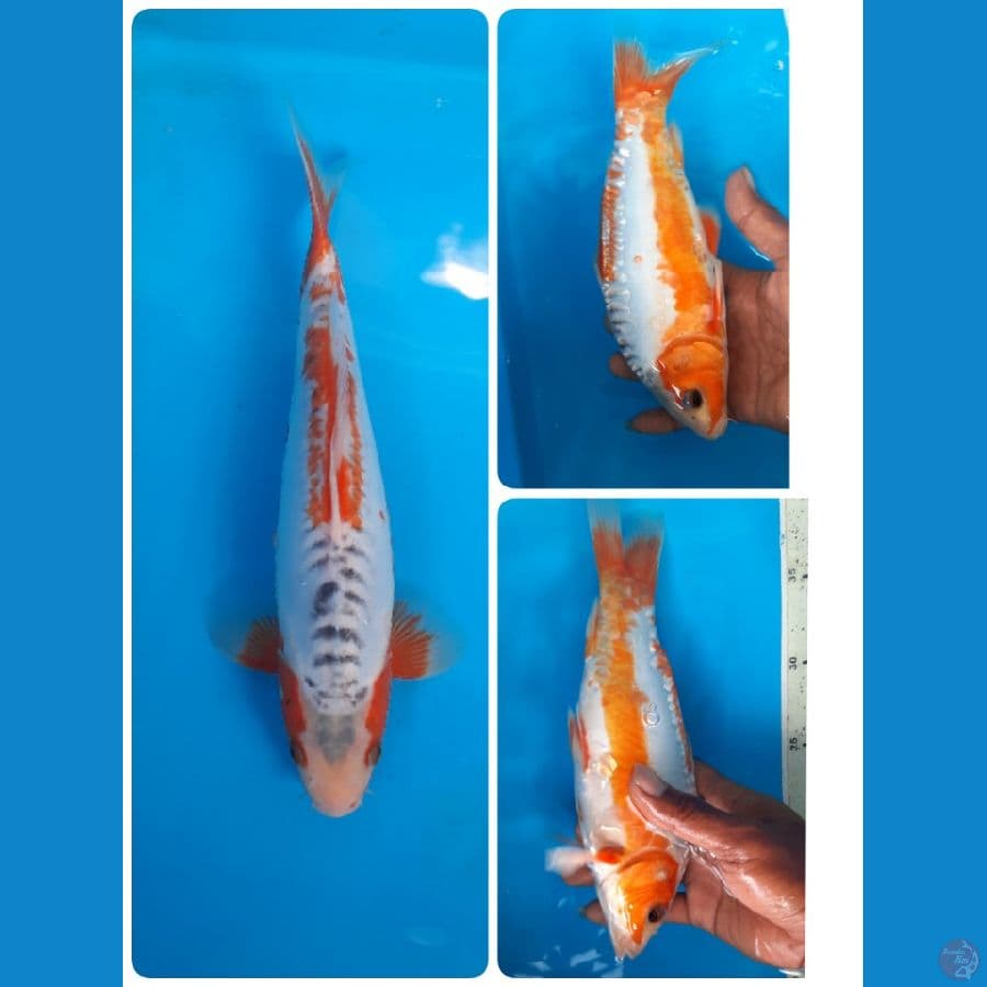shusui 26cm