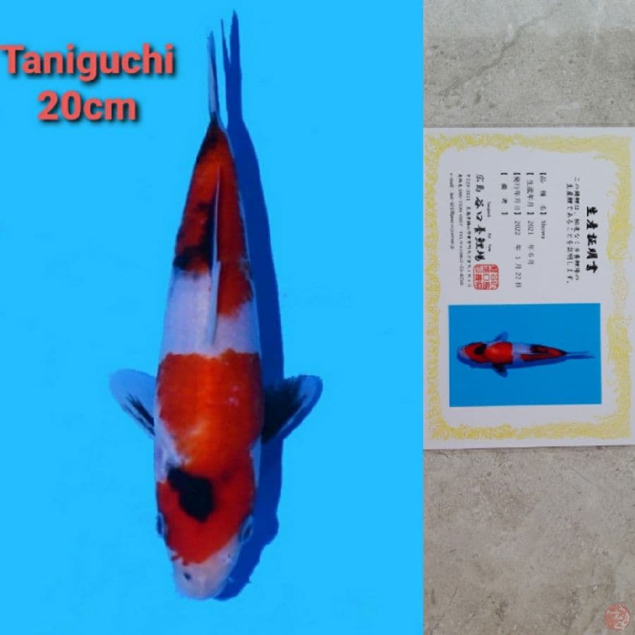 TANIGUCHI SHOWA 20CM