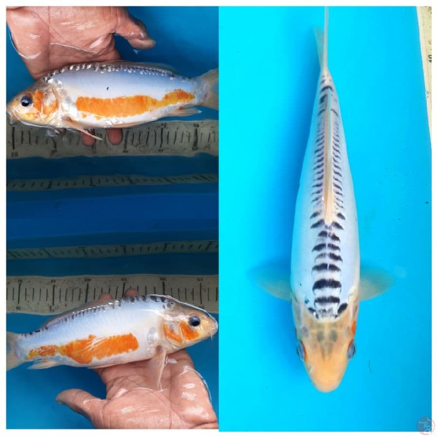 Shusui 27cm