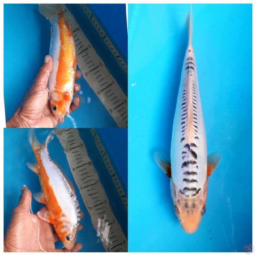 Shusui 25cm