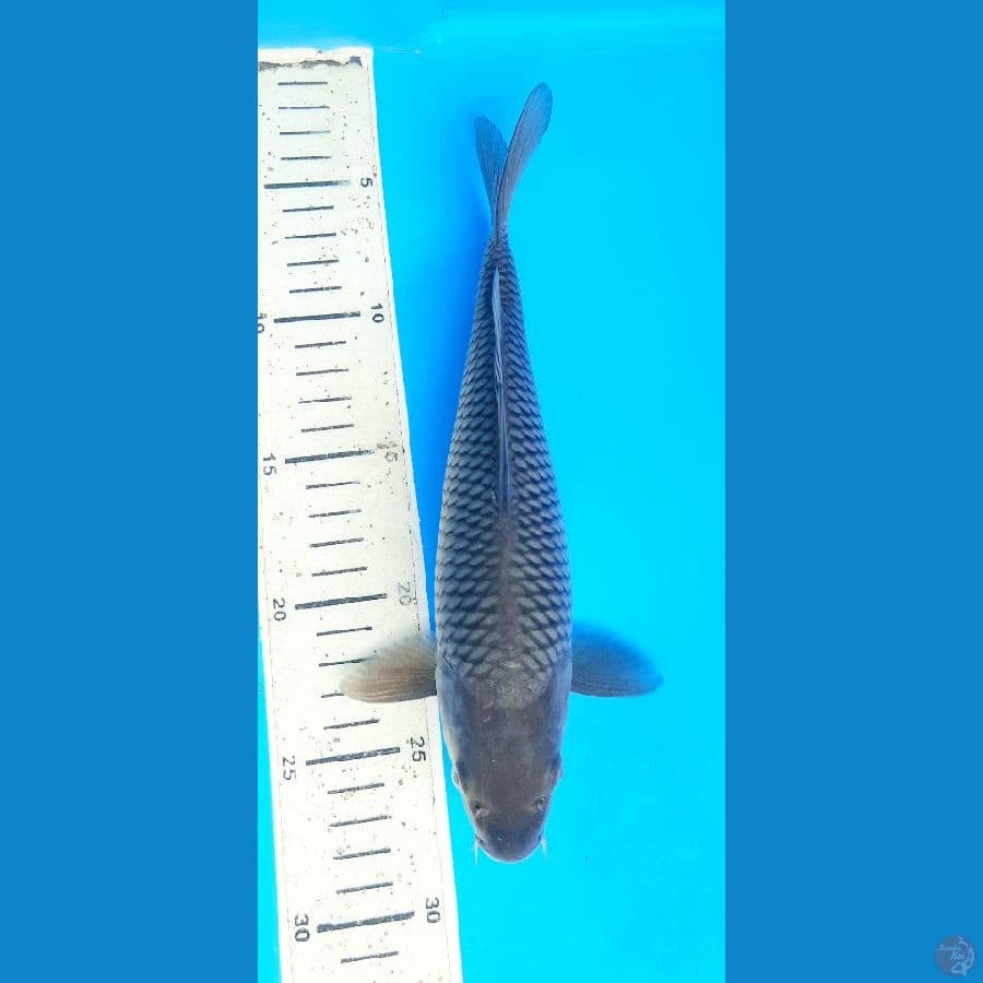 GT Soragoi 24cm