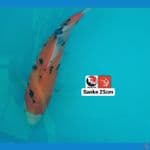 SANKE 25CM --- CANAYA KOI FARM