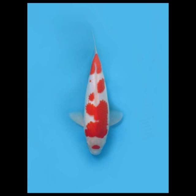 (35cm) MARUTEN KOHAKU - TOSAI