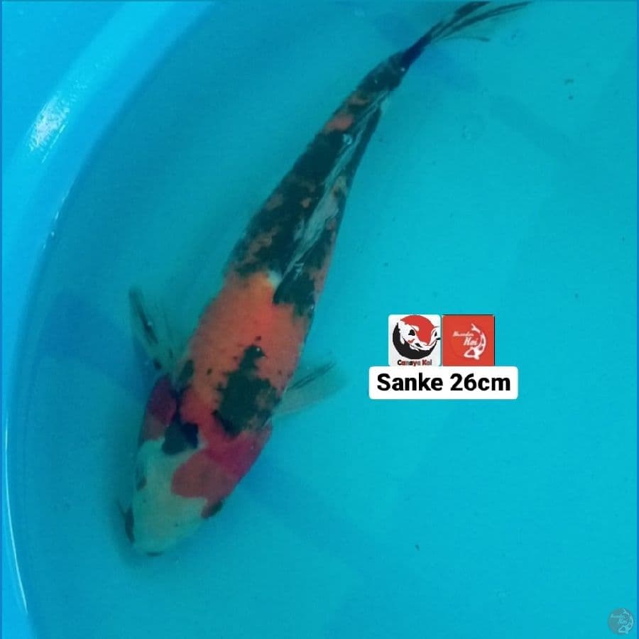 SANKE 26CM --- CANAYA KOI FARM
