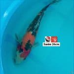 SANKE 26CM --- CANAYA KOI FARM