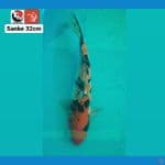 SANKE 32CM --- CANAYA KOI FARM