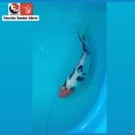 TANCHO SANKE 28CM --- CANAYA KOI FARM