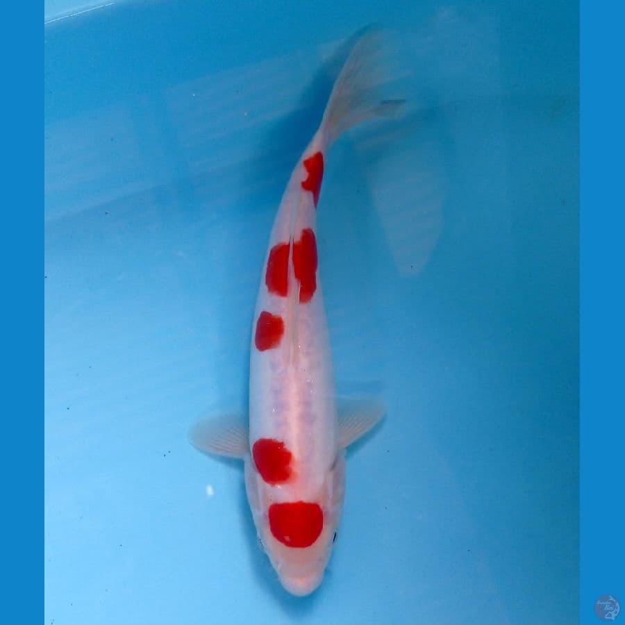 maruten doit 23 cm