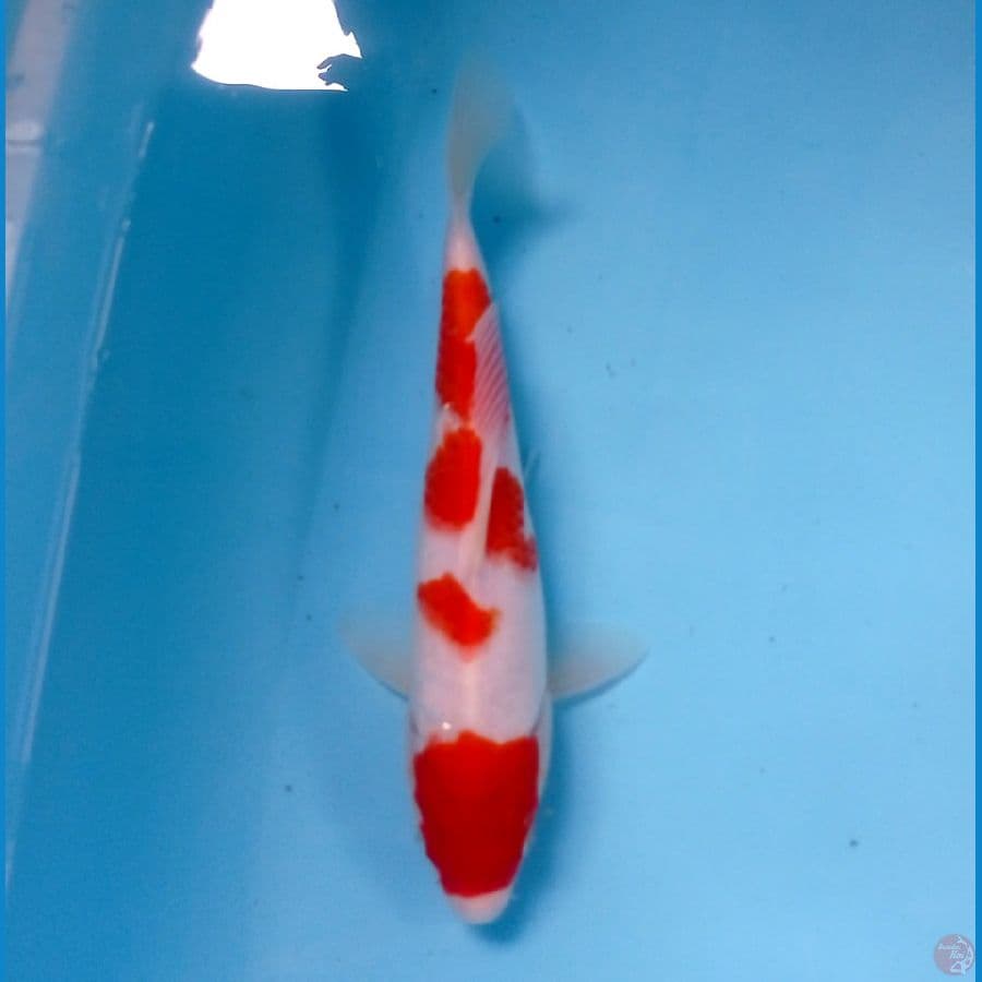 kohaku 23 cm