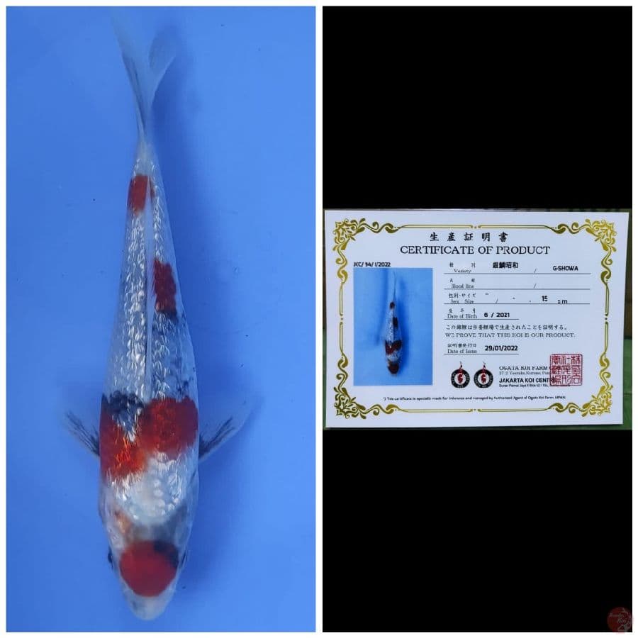 Ogata Showa Ginrin