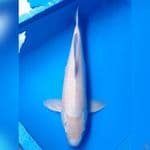 Jumbo, Shiroji male