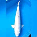Jumbo, Platinum male