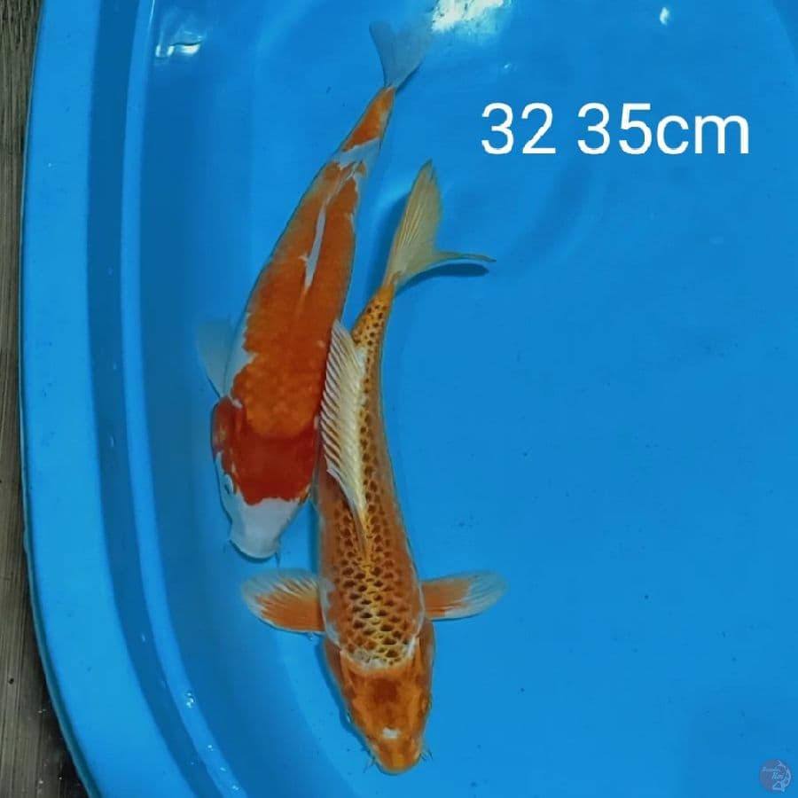 kohaku dan kujaku 32 35cm
