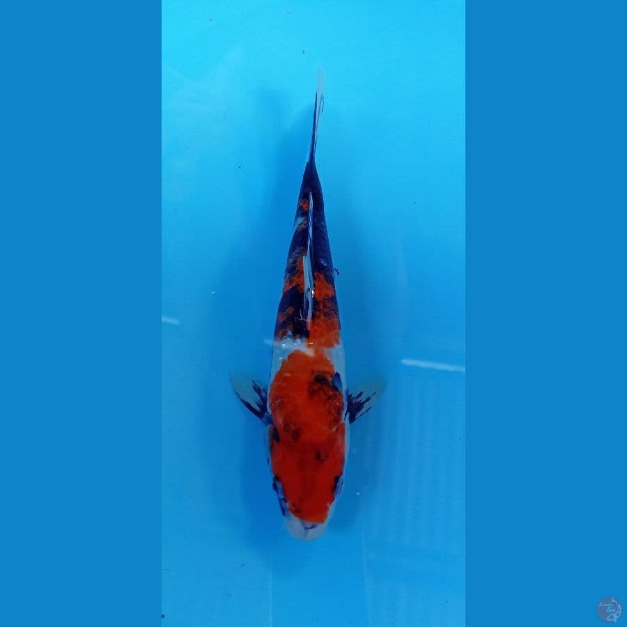 showa 23cm
