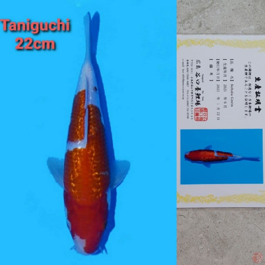 TANIGUCHI KOHAKU GINRIN 22CM