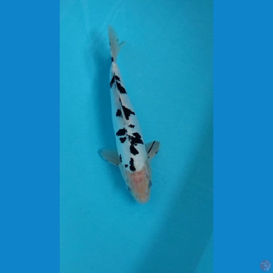 bekko doitsu33 cm