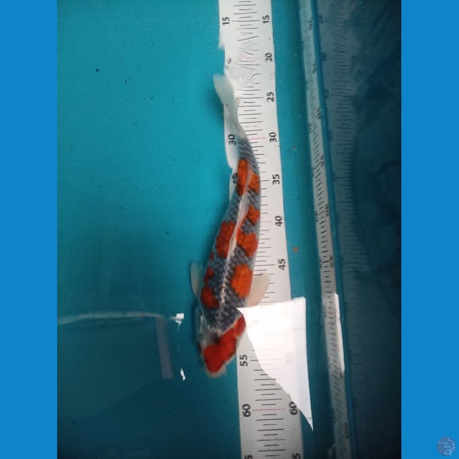 goshiki size 30cm