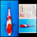 Kohaku Matsue (Certi)