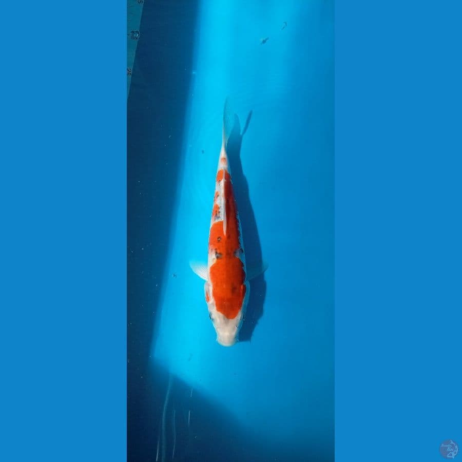 Ghosiki 25cm