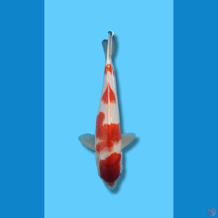 KOHAKU 4 STEP JANTAN 36CM 
