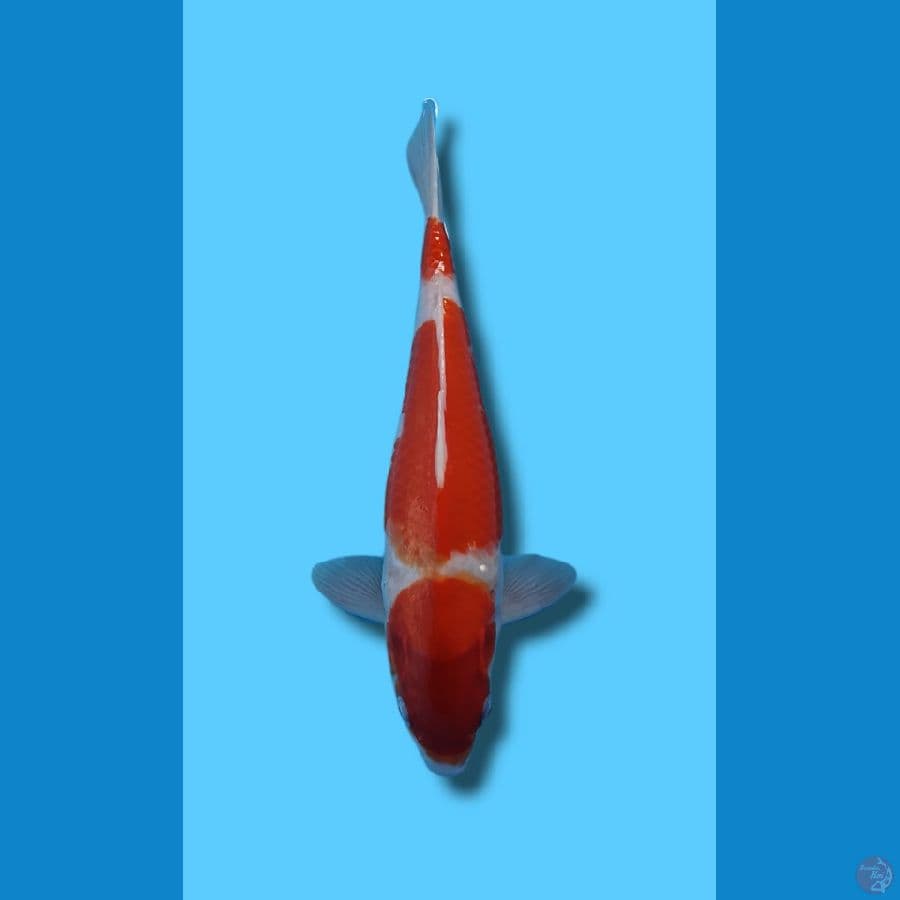 KOHAKU 3 STEP MERAH STRONG