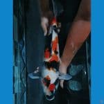 SHOWA JUMBO 50CM ORYGINAL