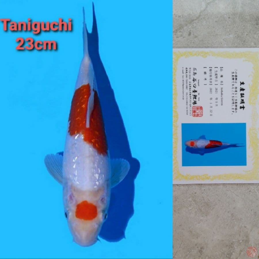 TANIGUCHI KOHAKU GINRIN 23CM
