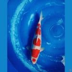 Maruten Kohaku SQ