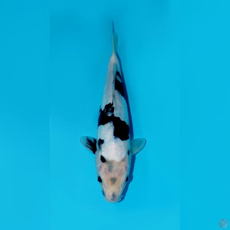 SHIRO DOITSU, 30 CM