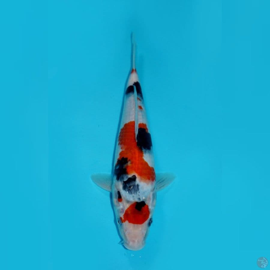 MARUTEN SHOWA, 30 CM