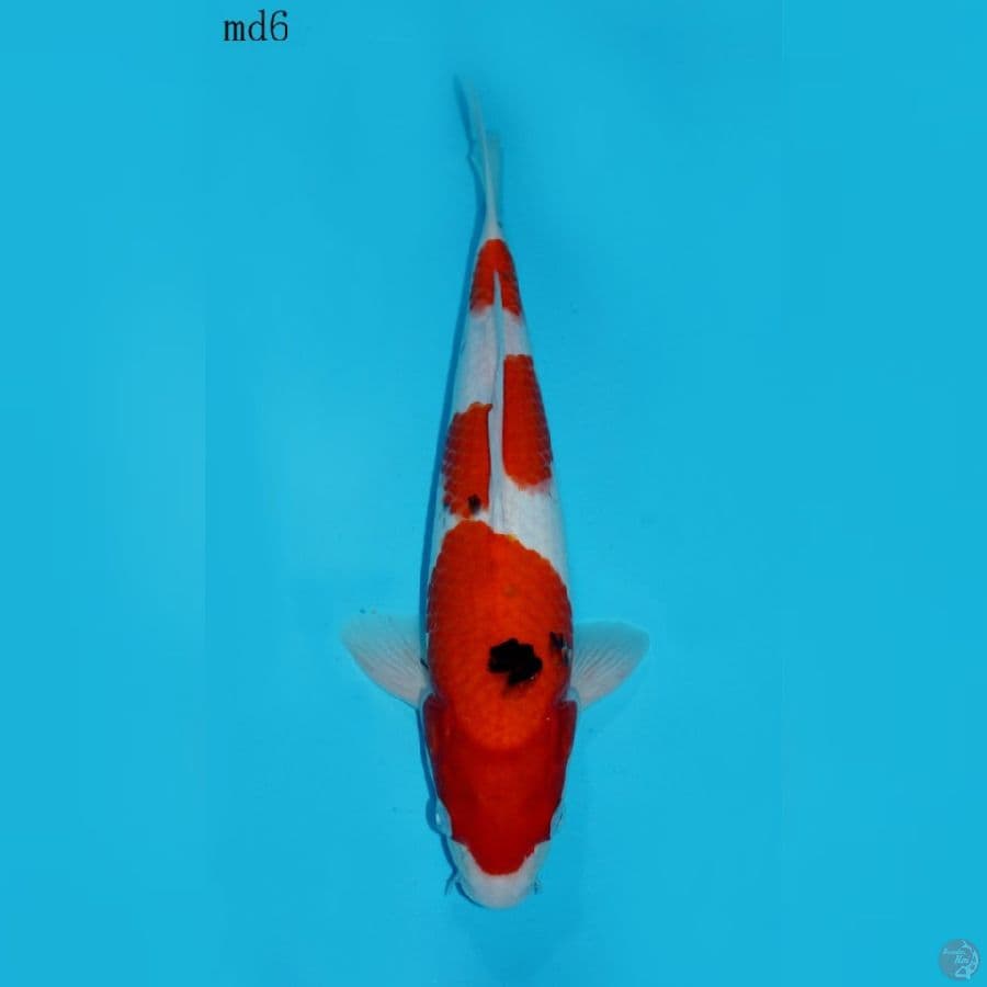 SANKE SANDAN, 35 CM