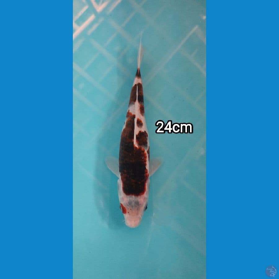 goromo 24