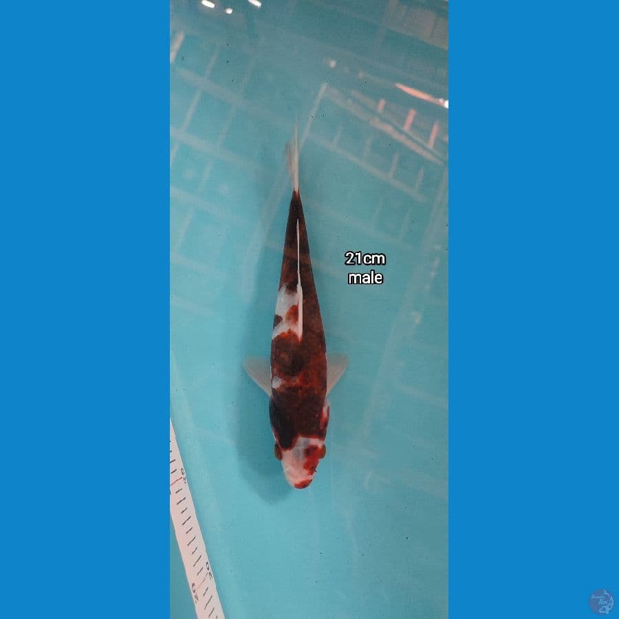 goromo 21 male