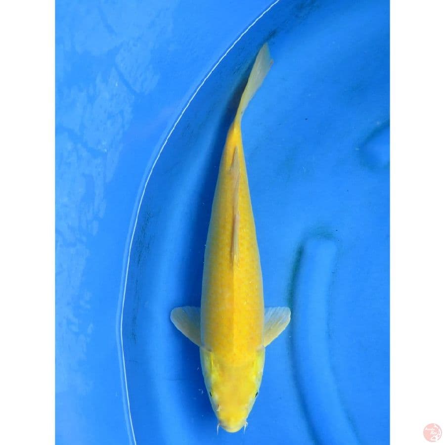 Karasi No Bocor - 43cm