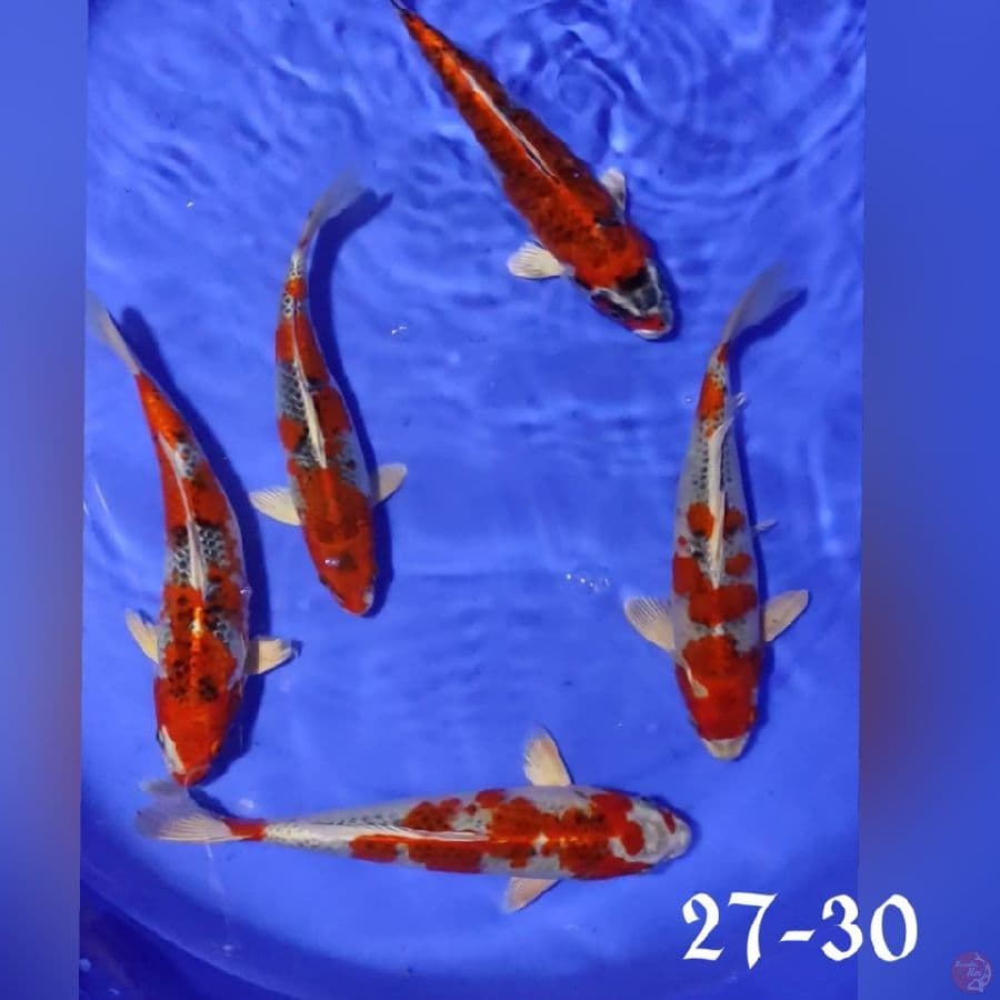 KOJAKU RED 2730CM 5EKOR