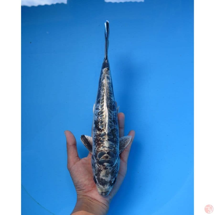 Kawarimono - 26cm