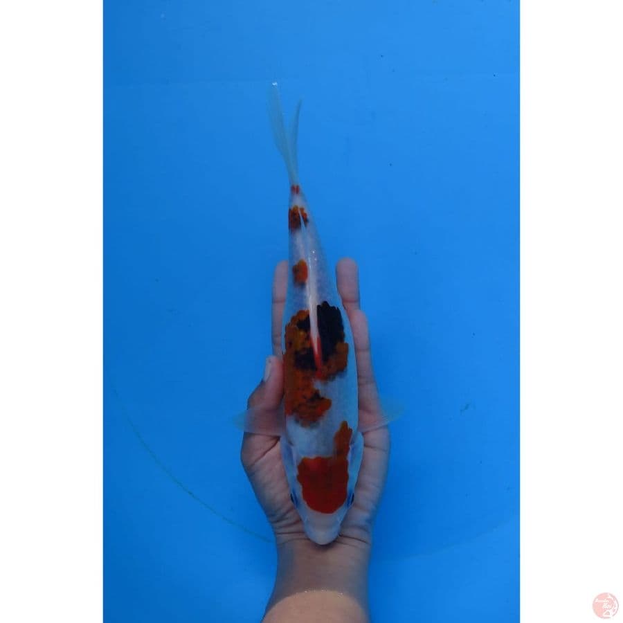 Koromo Sanke - 23cm