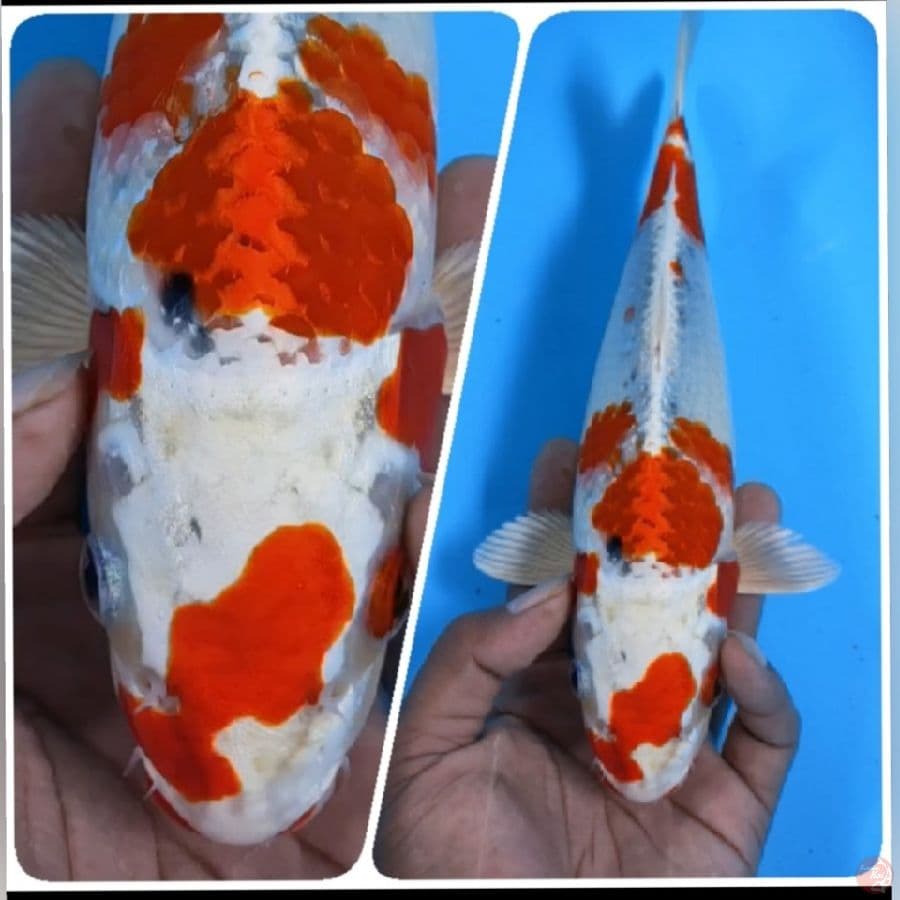 HESEINISIKI 28CM M